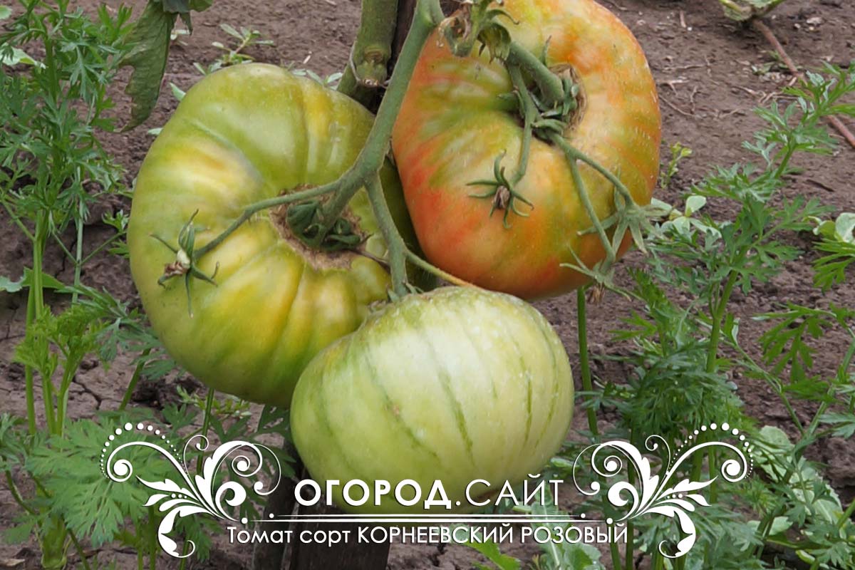 Корнеевский розовый - описание сорта помидоров с фото и отзывами Сорт помидоров Корнеевский розовый: описание, фото, отзывы